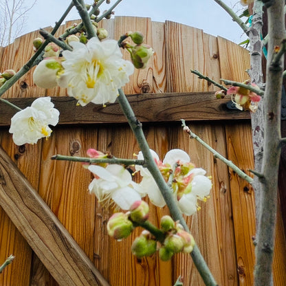 Plum tree seedlings (big green plum, bone red plum)