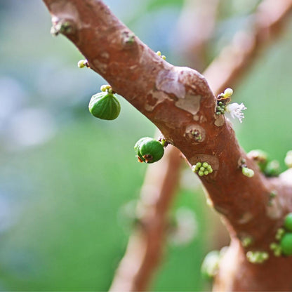 Jabuticaba-Vitis vinifera