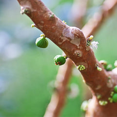 嘉宝果树-树葡萄