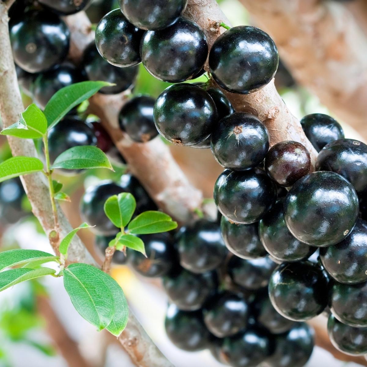 Jabuticaba-Vitis vinifera