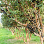Jaboticaba
