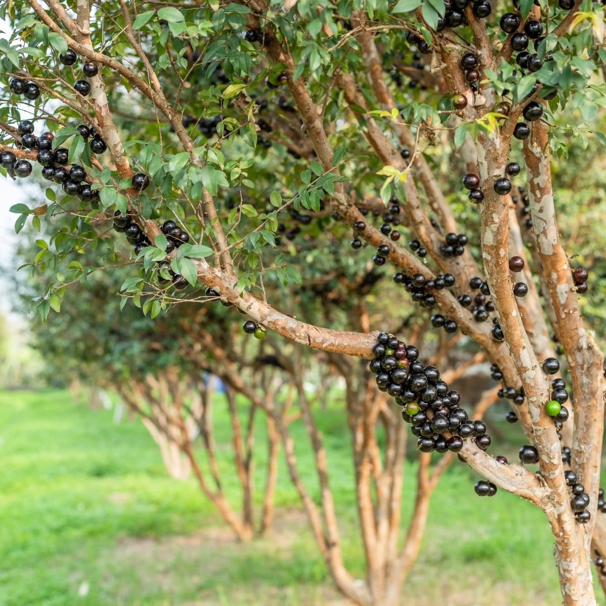 Jabuticaba-Vitis vinifera