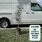 大叶茶树 Large Leaf Tea