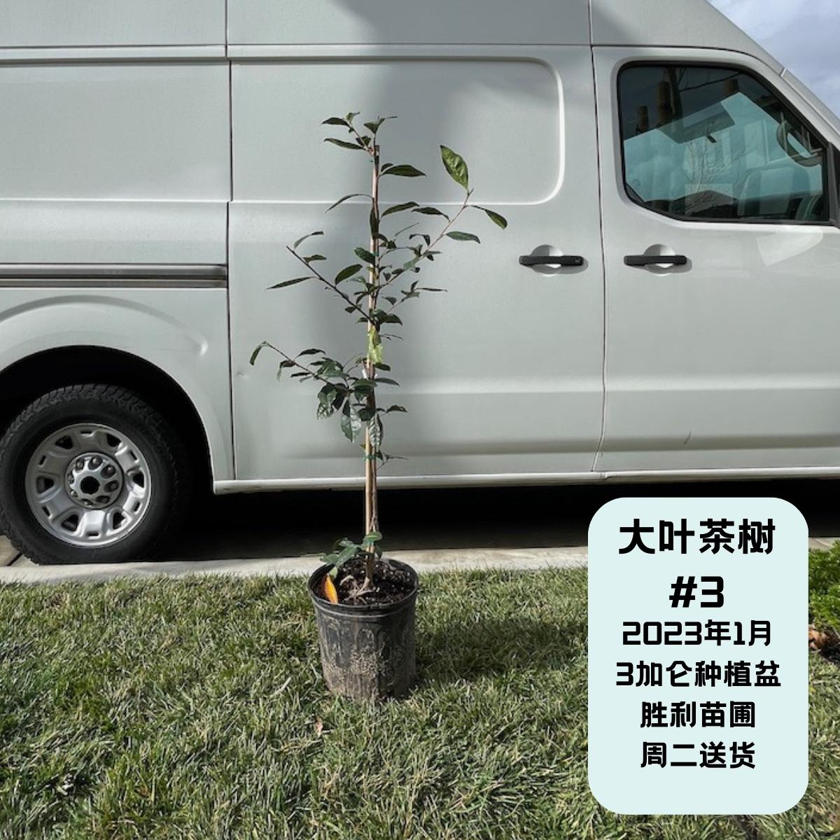 大叶茶树 Large Leaf Tea