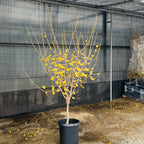 Deciduous Shrubs - Wintersweet