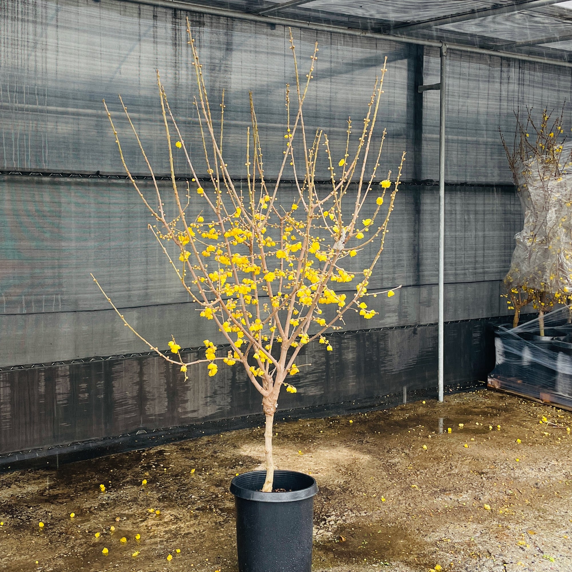 Deciduous Shrubs - Wintersweet