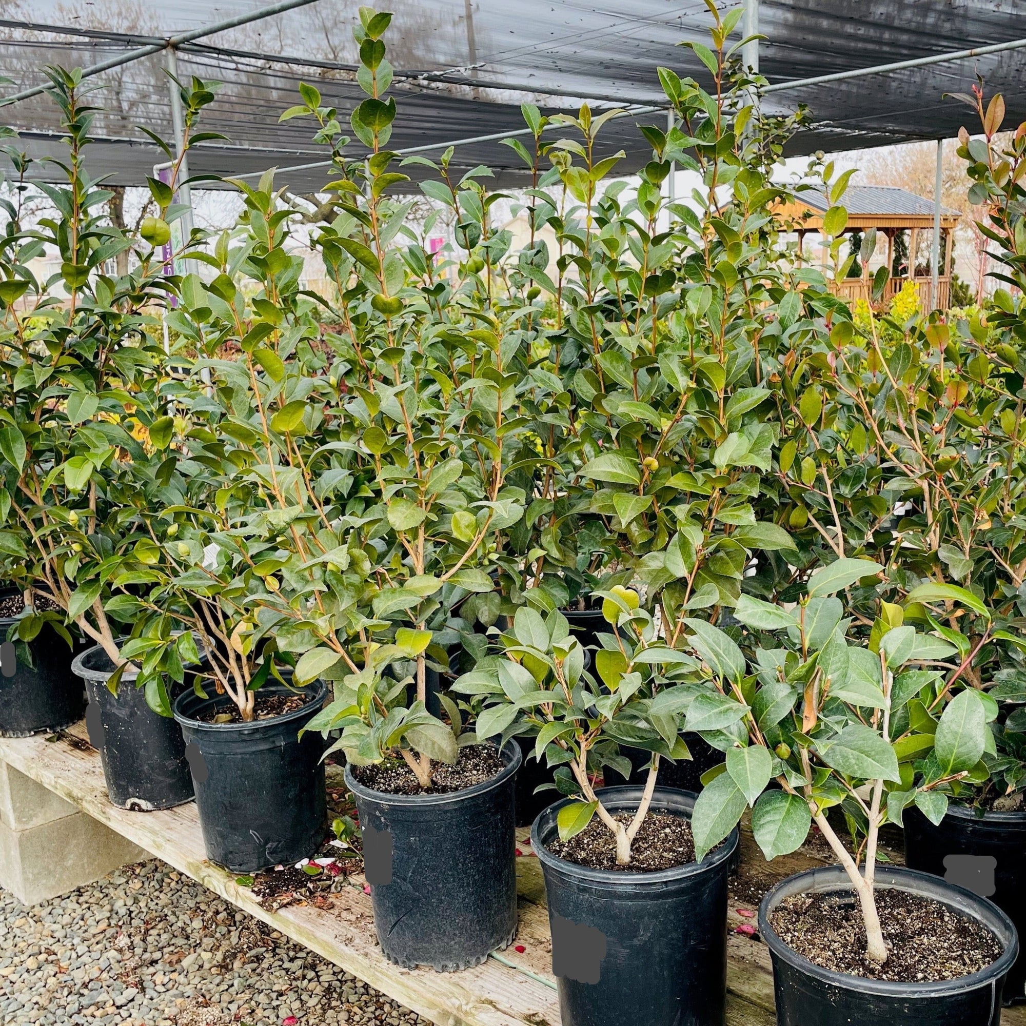 White Osmanthus