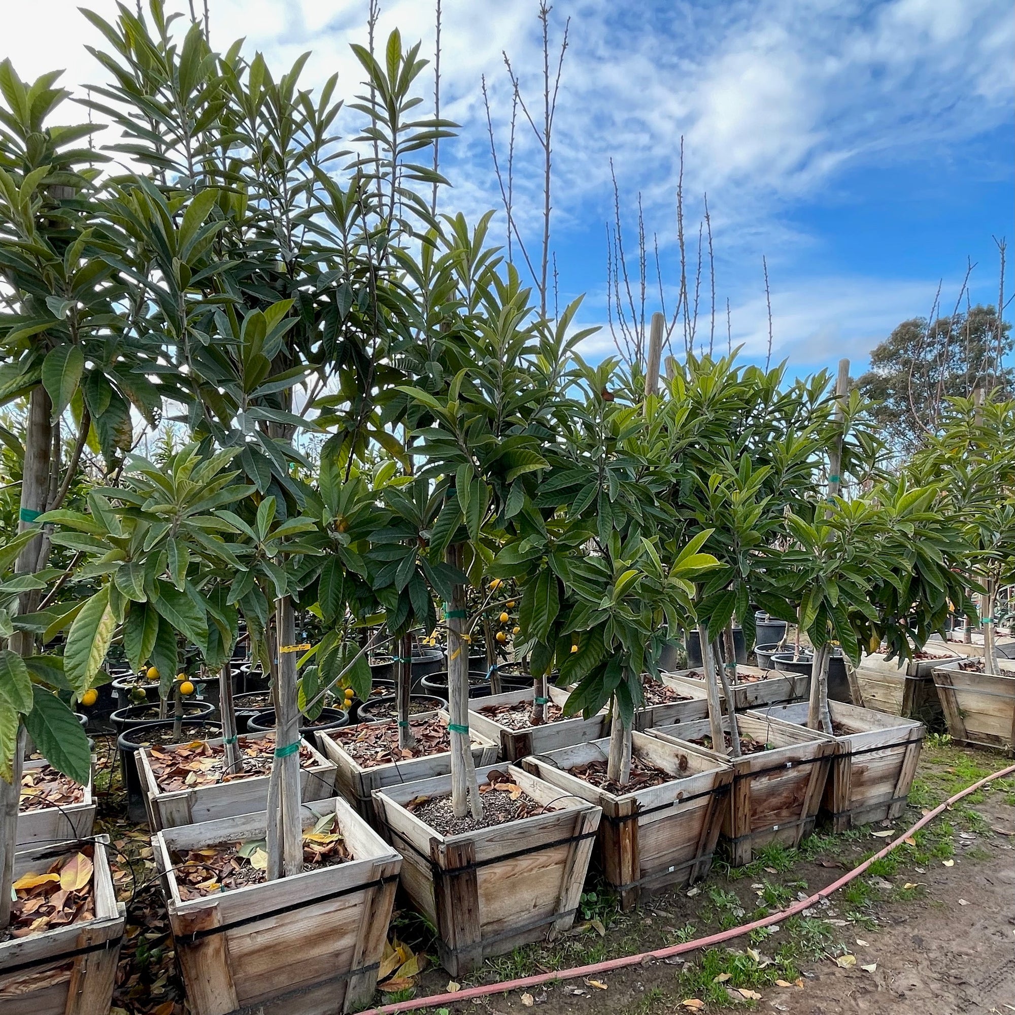 Champagne Loquat
