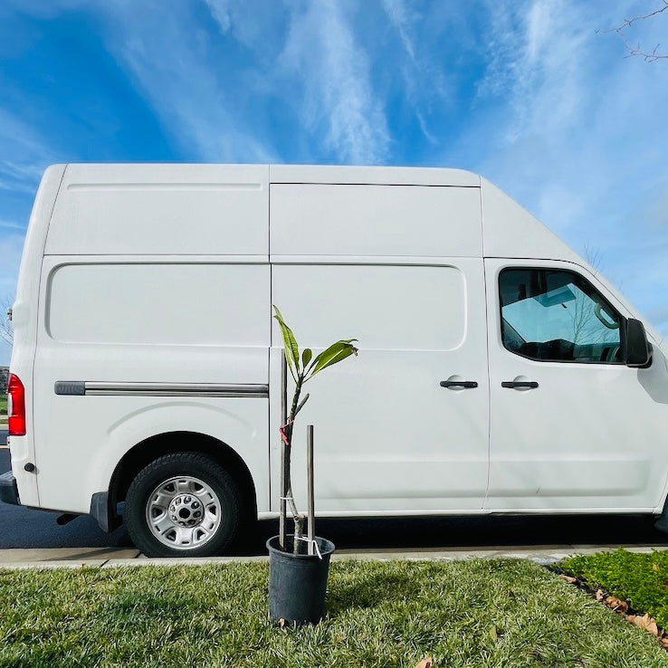 白色鸡蛋花 White Yellow  Plumeria