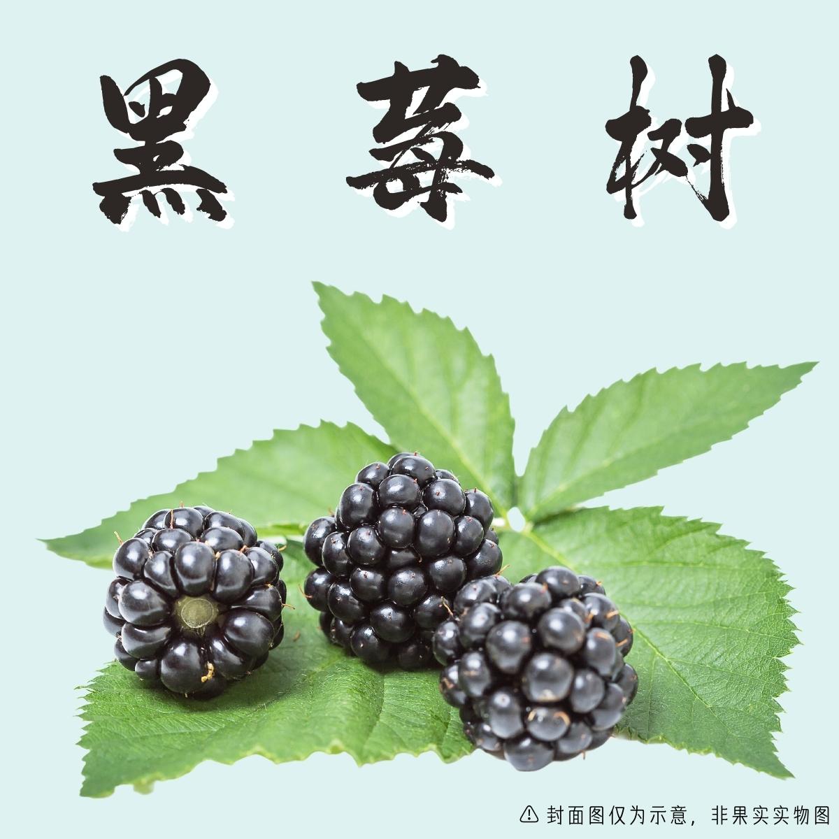 Blackberry
