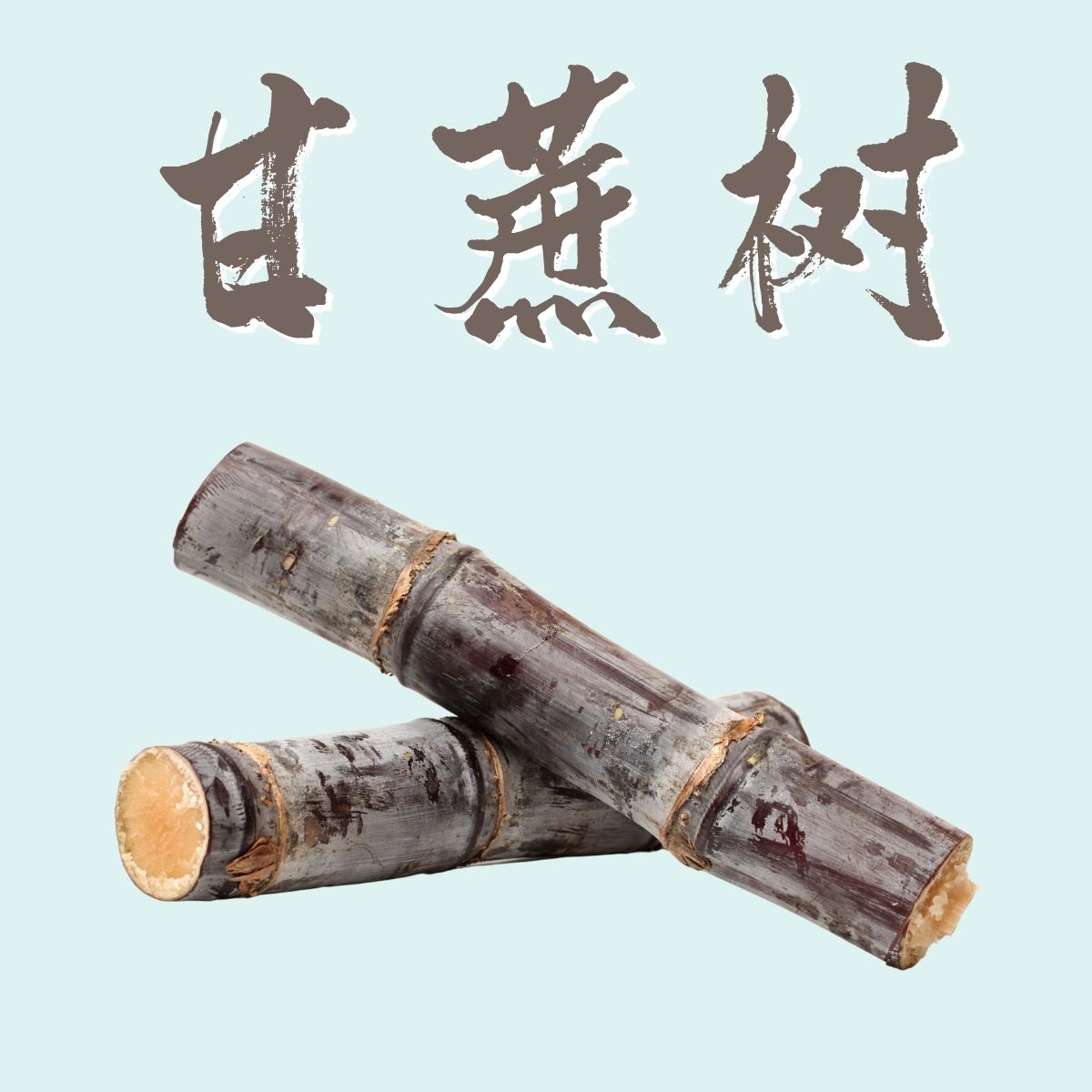 稀有果树-甘蔗树