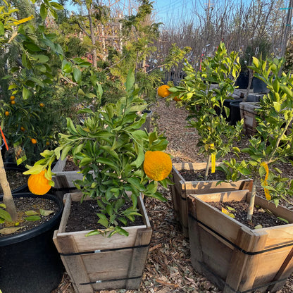 Citrus Trees - Ugly Orange