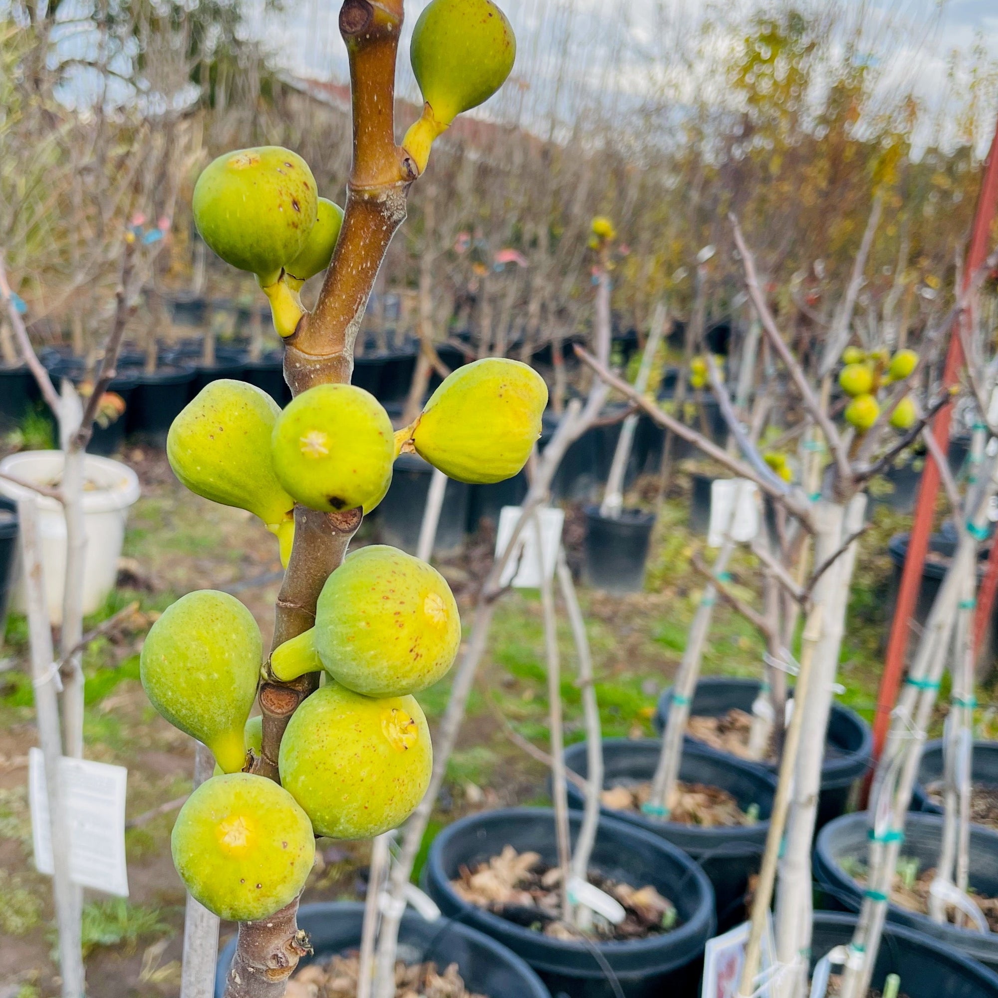 Kadota Fig