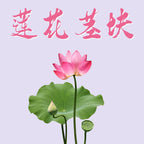 荷花/莲花